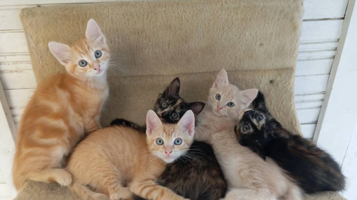 Adoption Eclipse