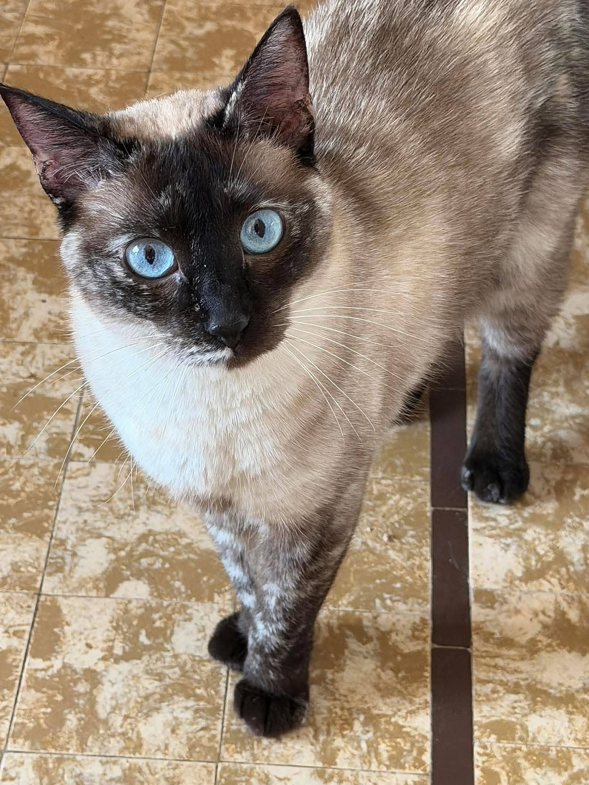 Adoption LYNN