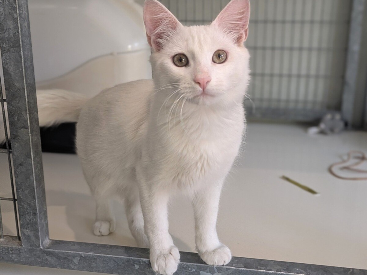 Adoption BIANCO