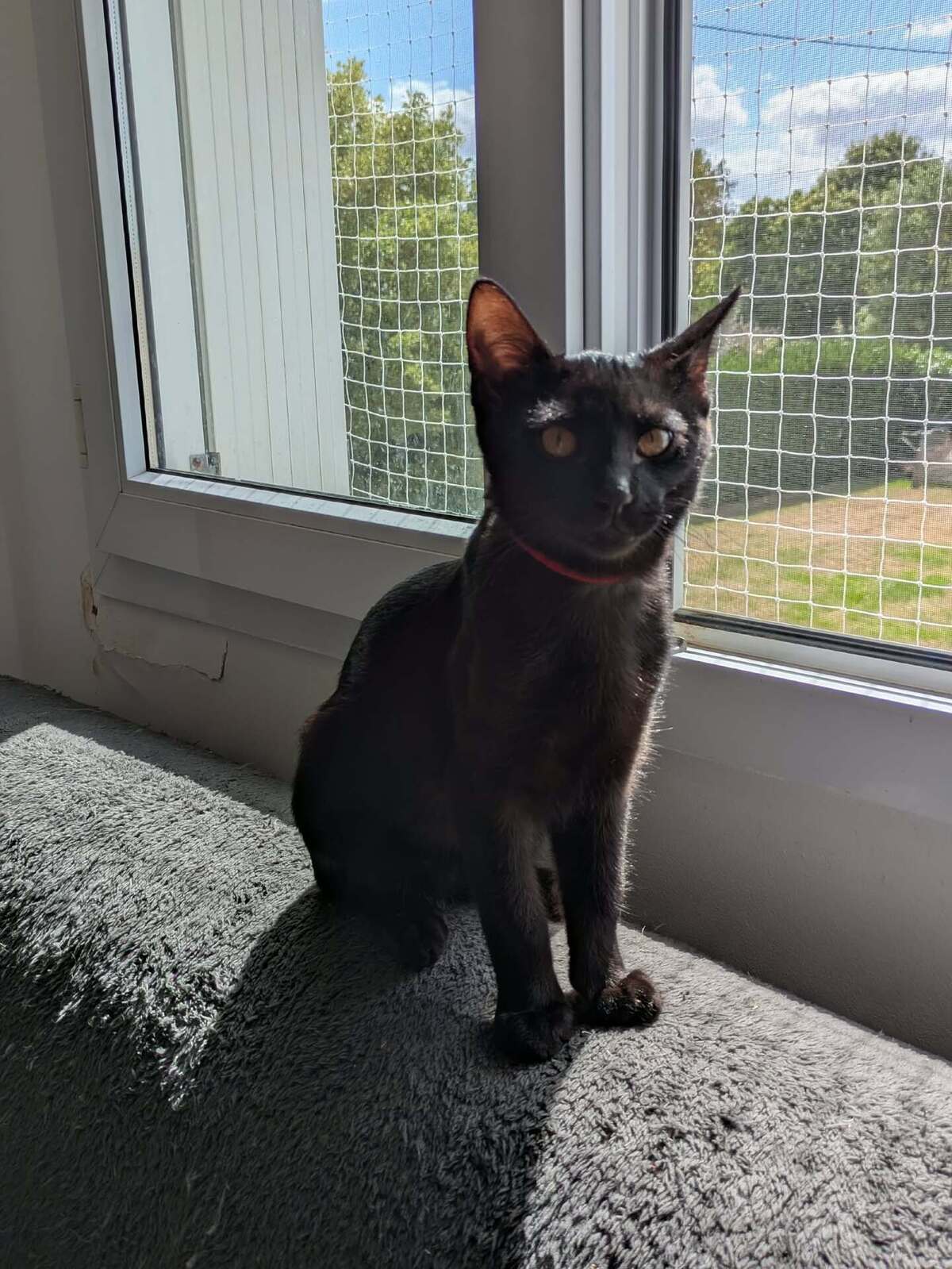Adoption BITUME