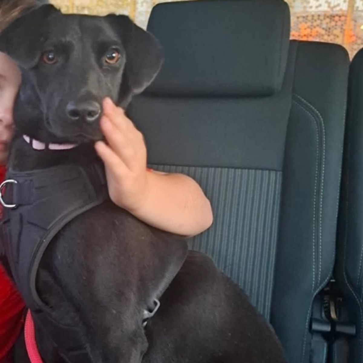 Adoption LAIKA