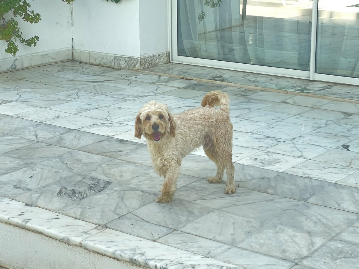 Adoption Chatain