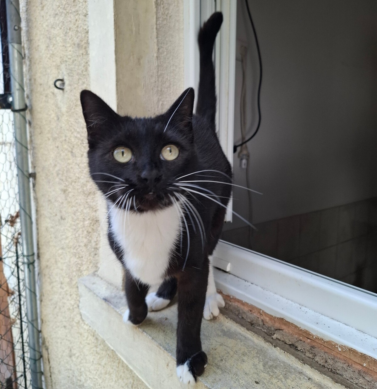 Adoption Basiléa