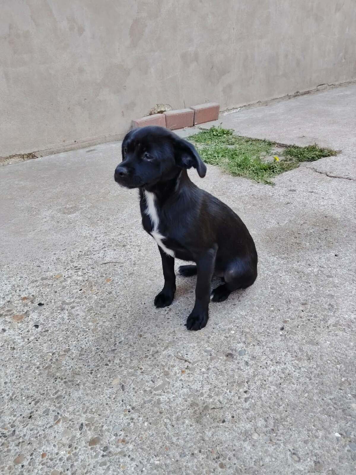 Adoption Brownie