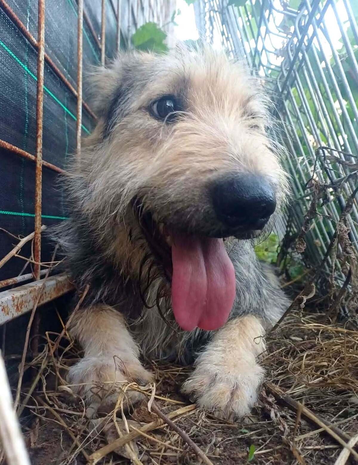 Adoption Sierra