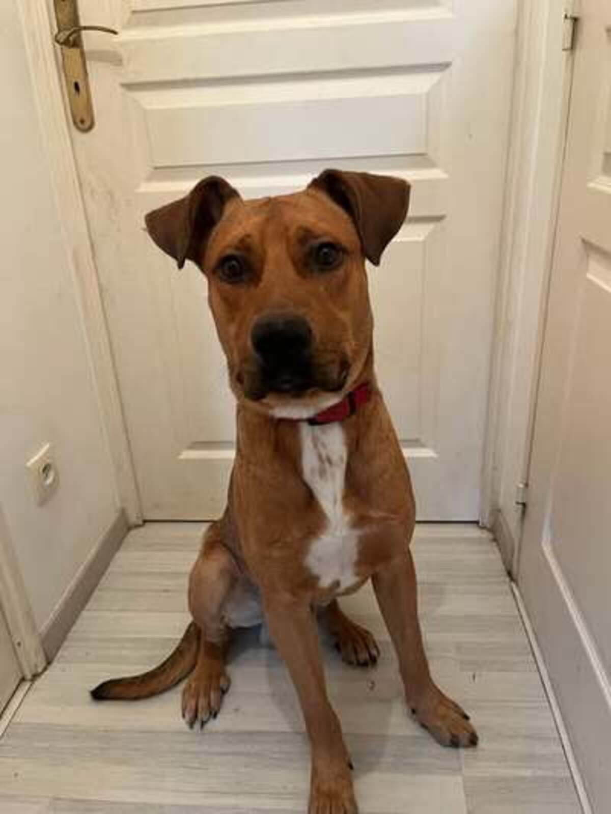 Adoption Scoobydoo