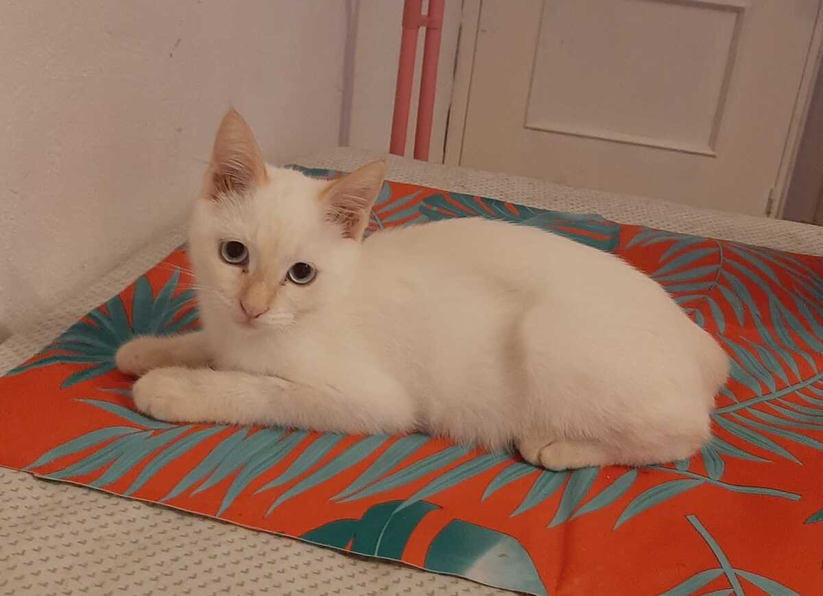 Adoption Eduard