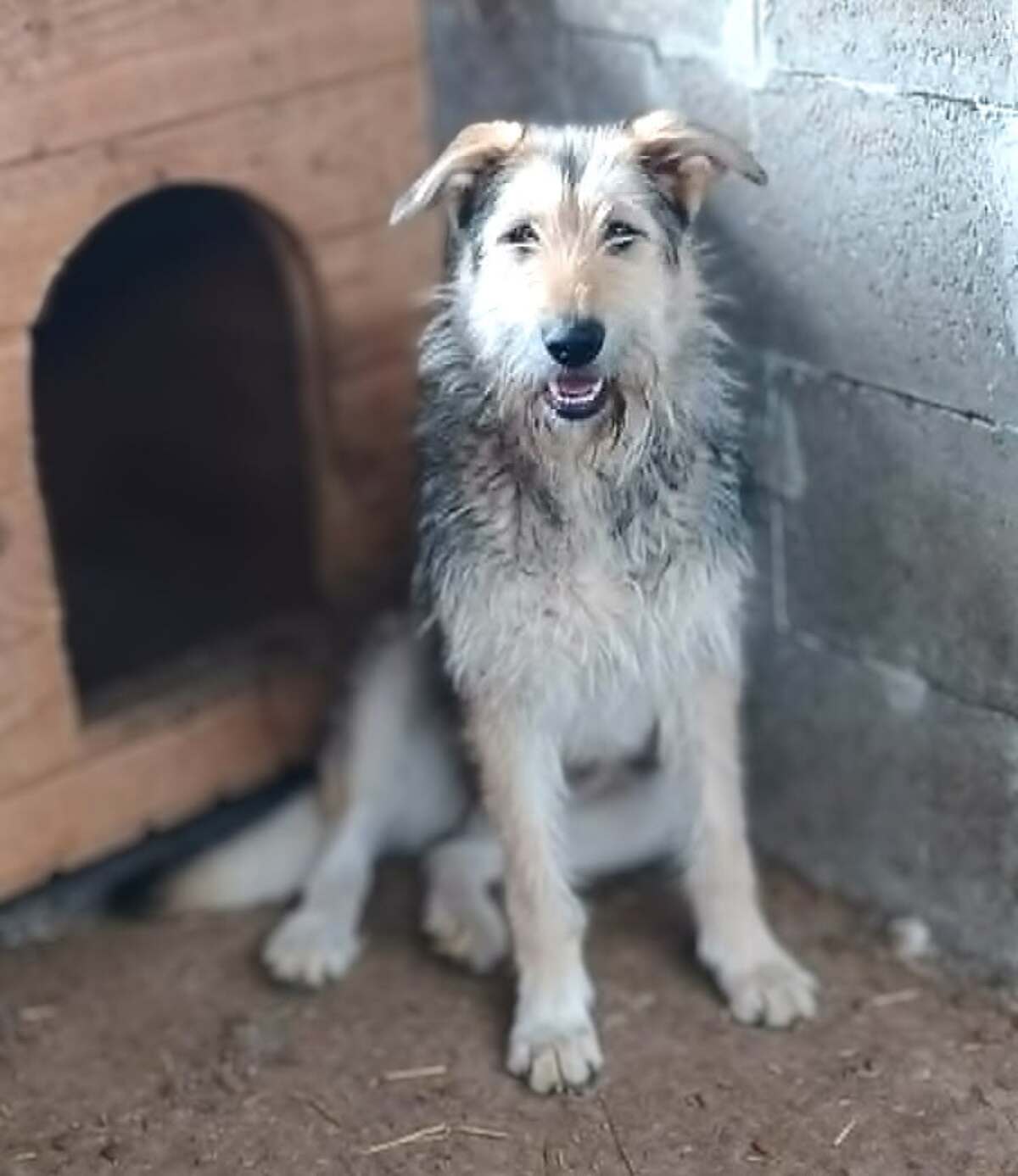 Adoption Sierra