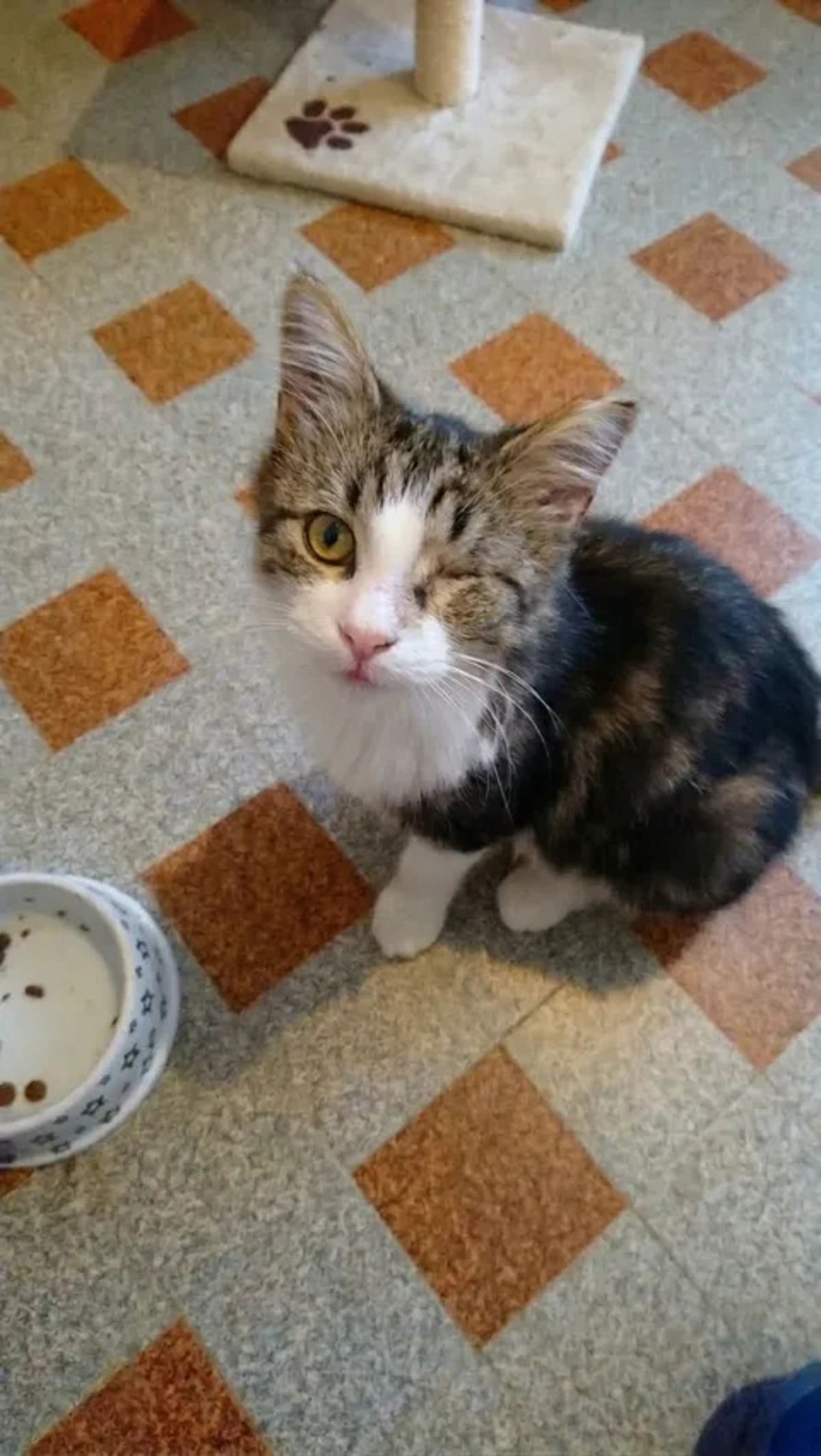 Adoption Diva