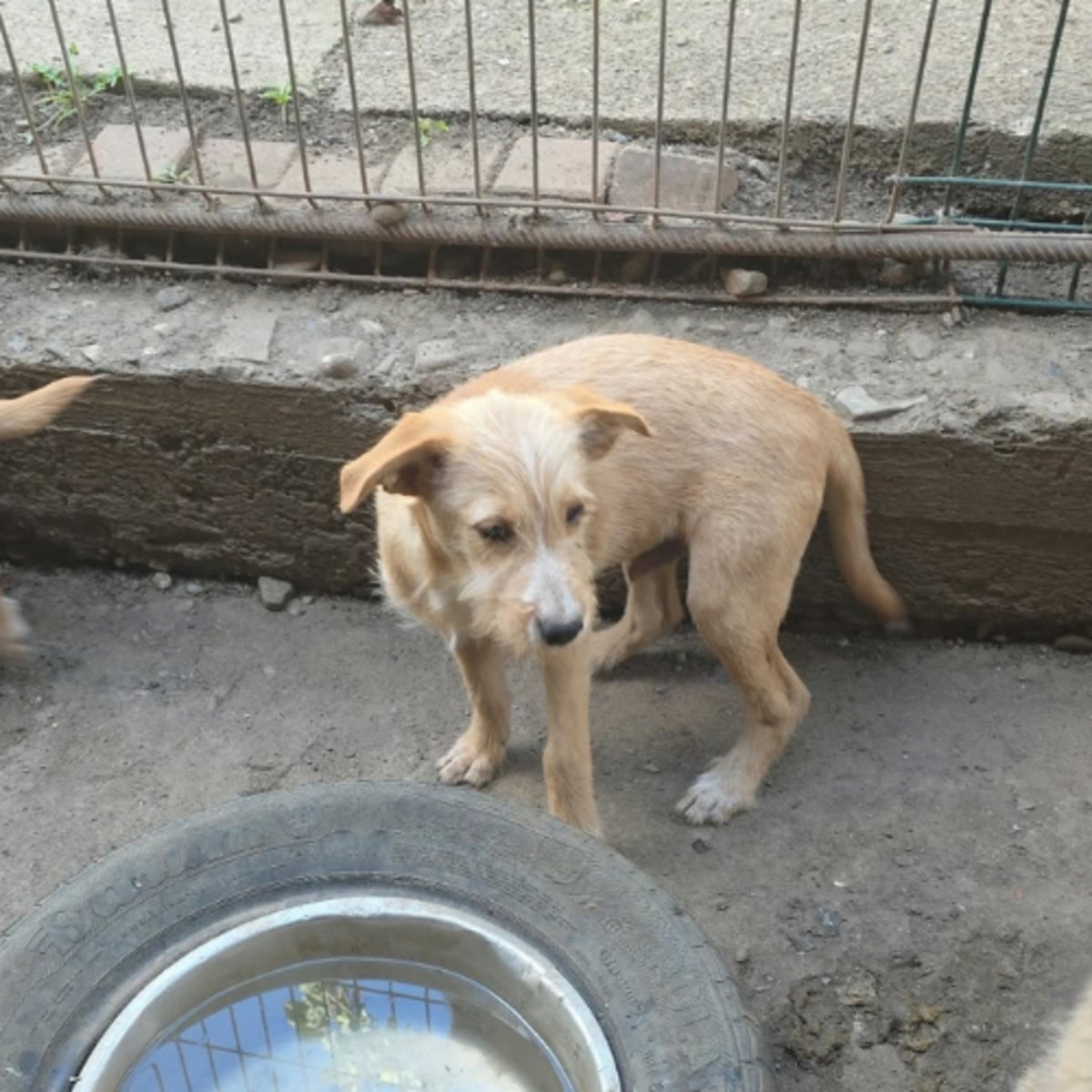 Adoption Romeo