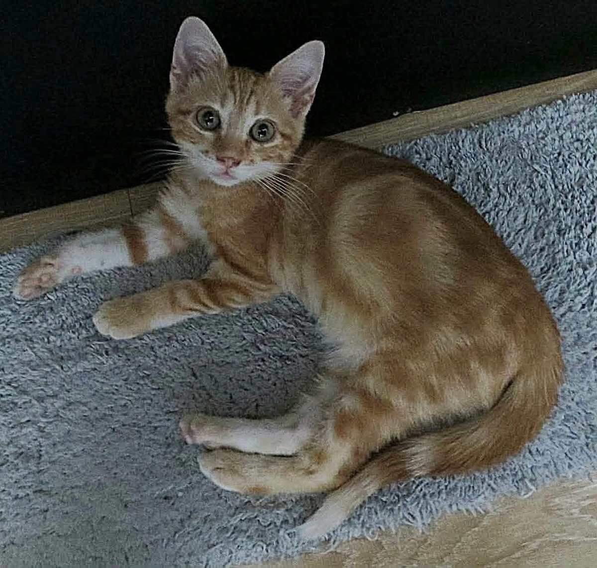 Adoption Topping