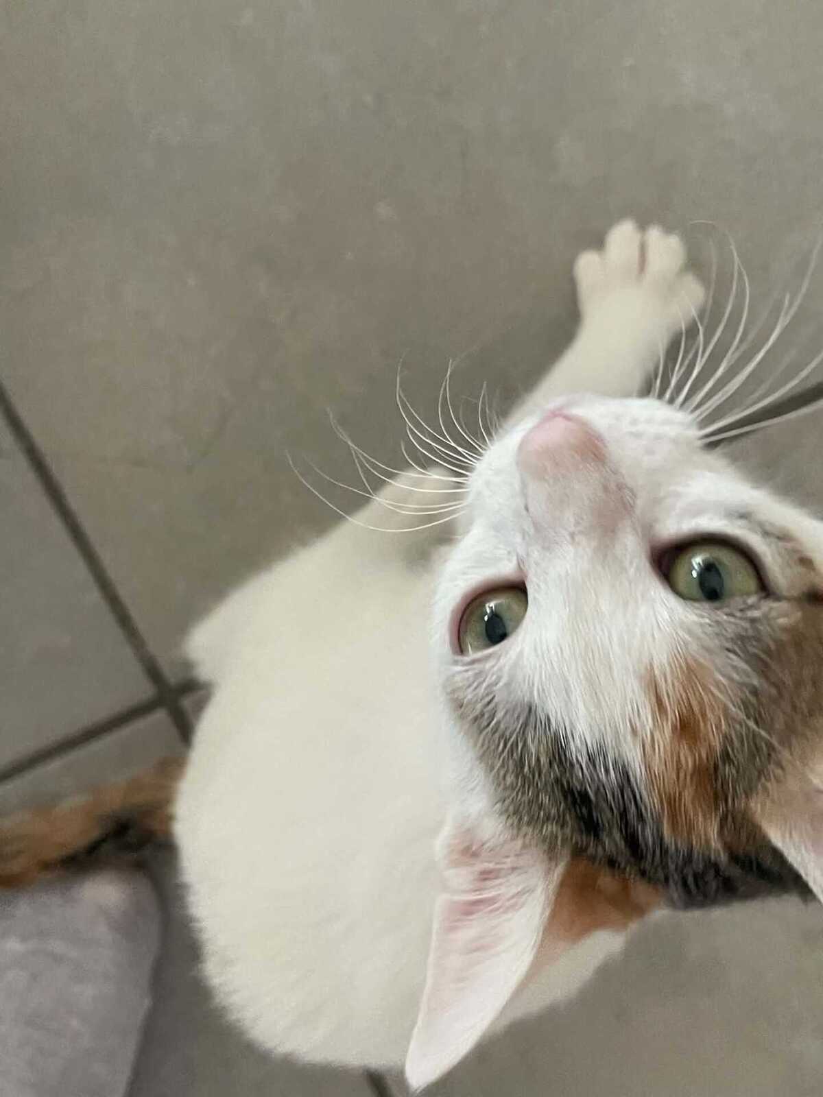 Adoption Bianca