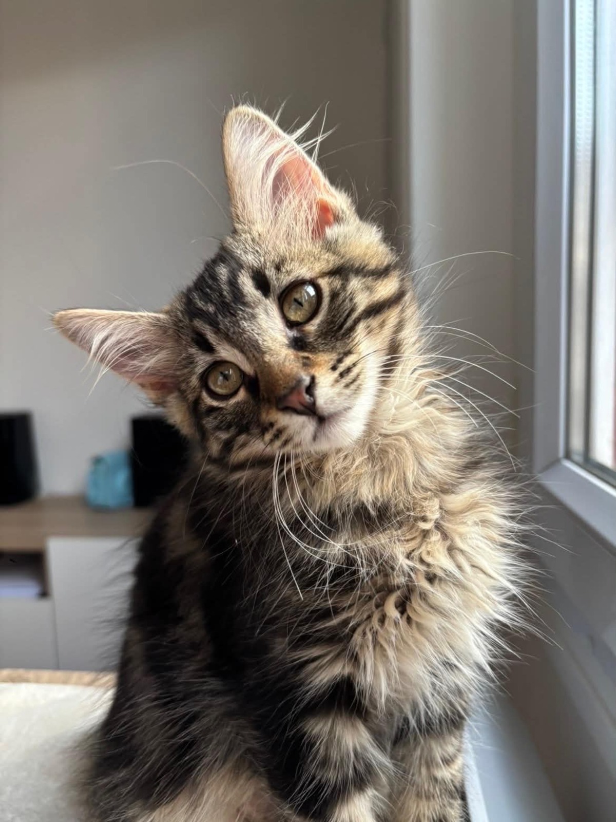 Adoption Yuzu