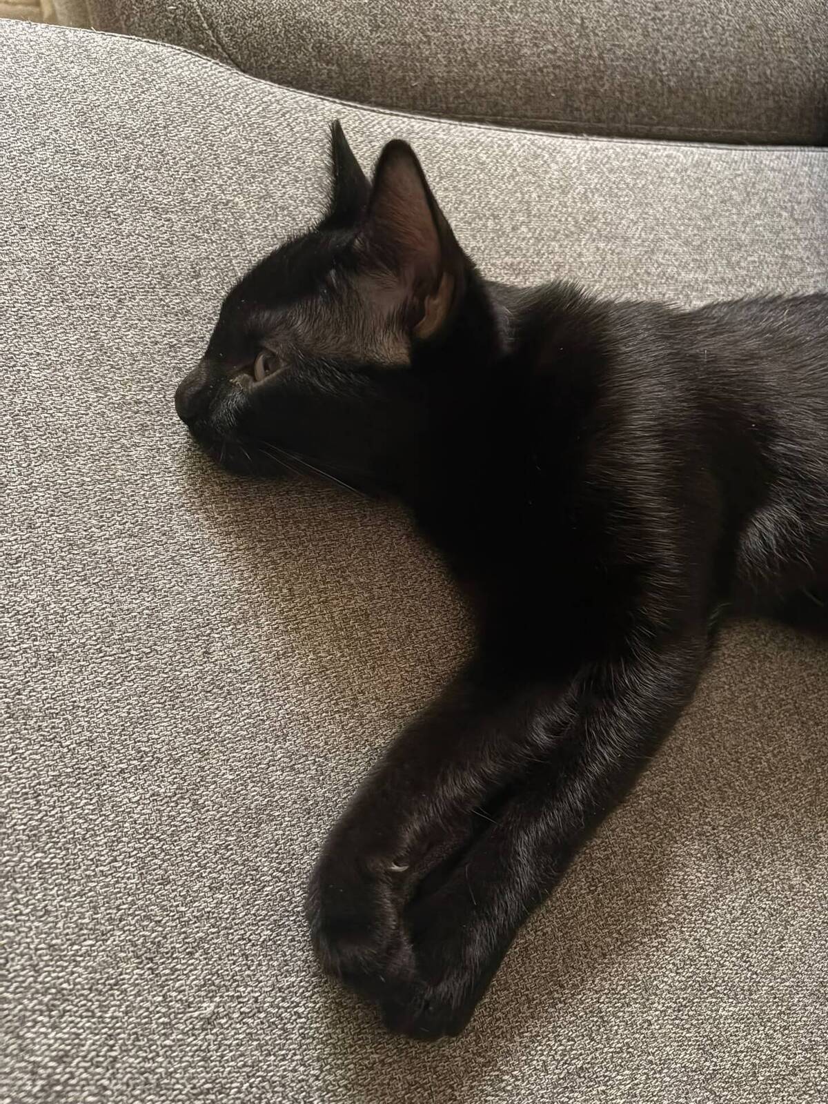 Adoption Odin