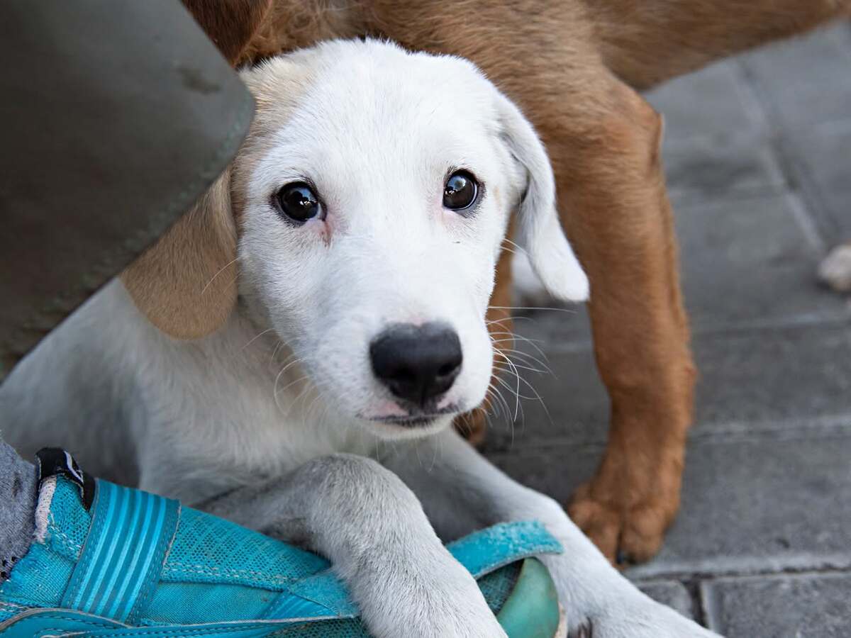 Adoption Grémil