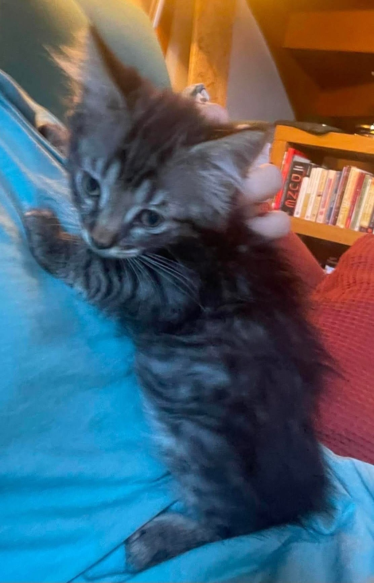 Adoption PUYU