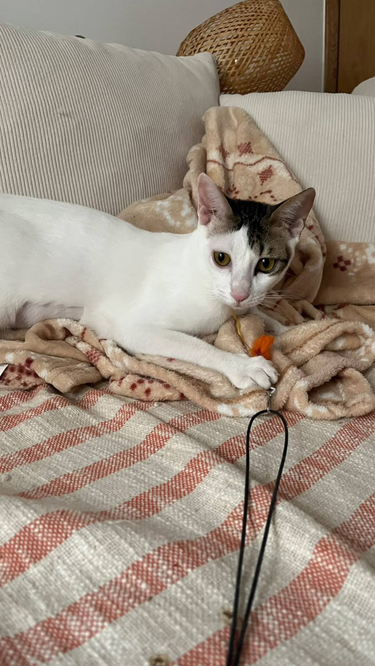 Adoption Muxu (bisou en basque)