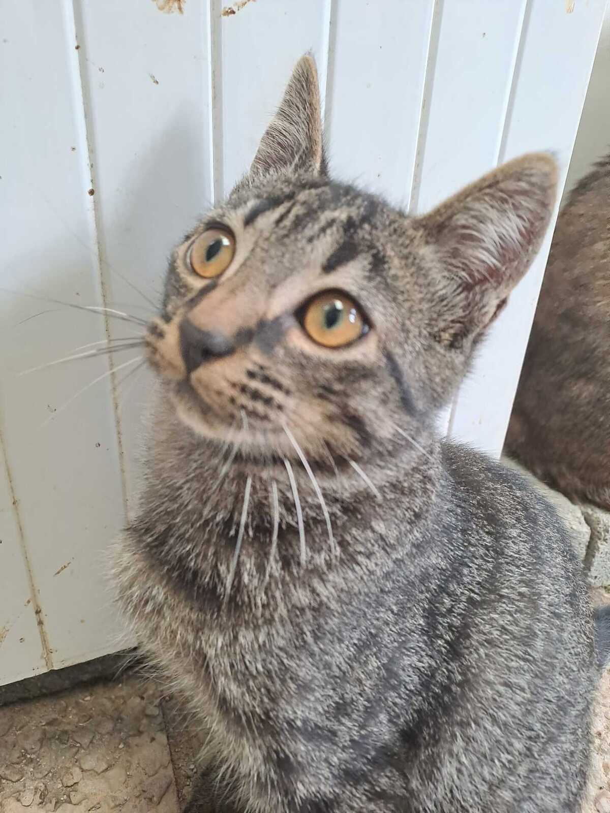 Adoption Malo