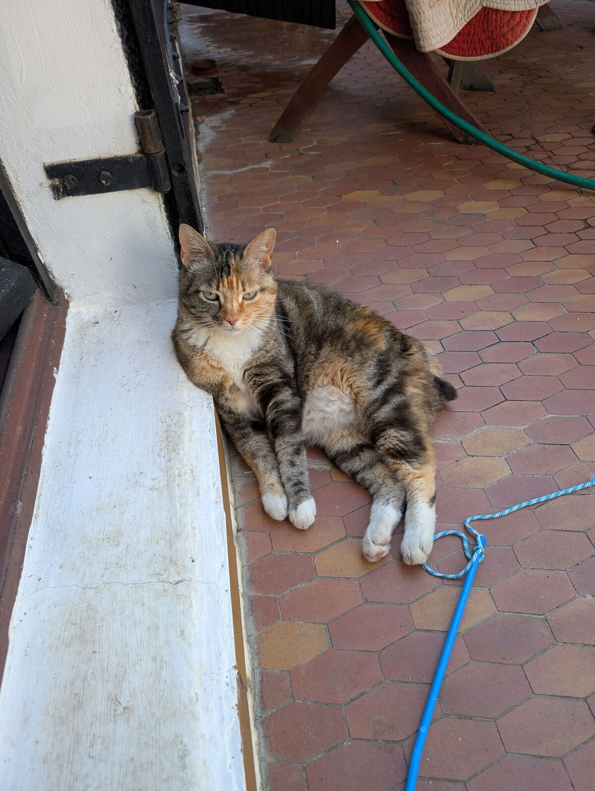 Adoption Ziza