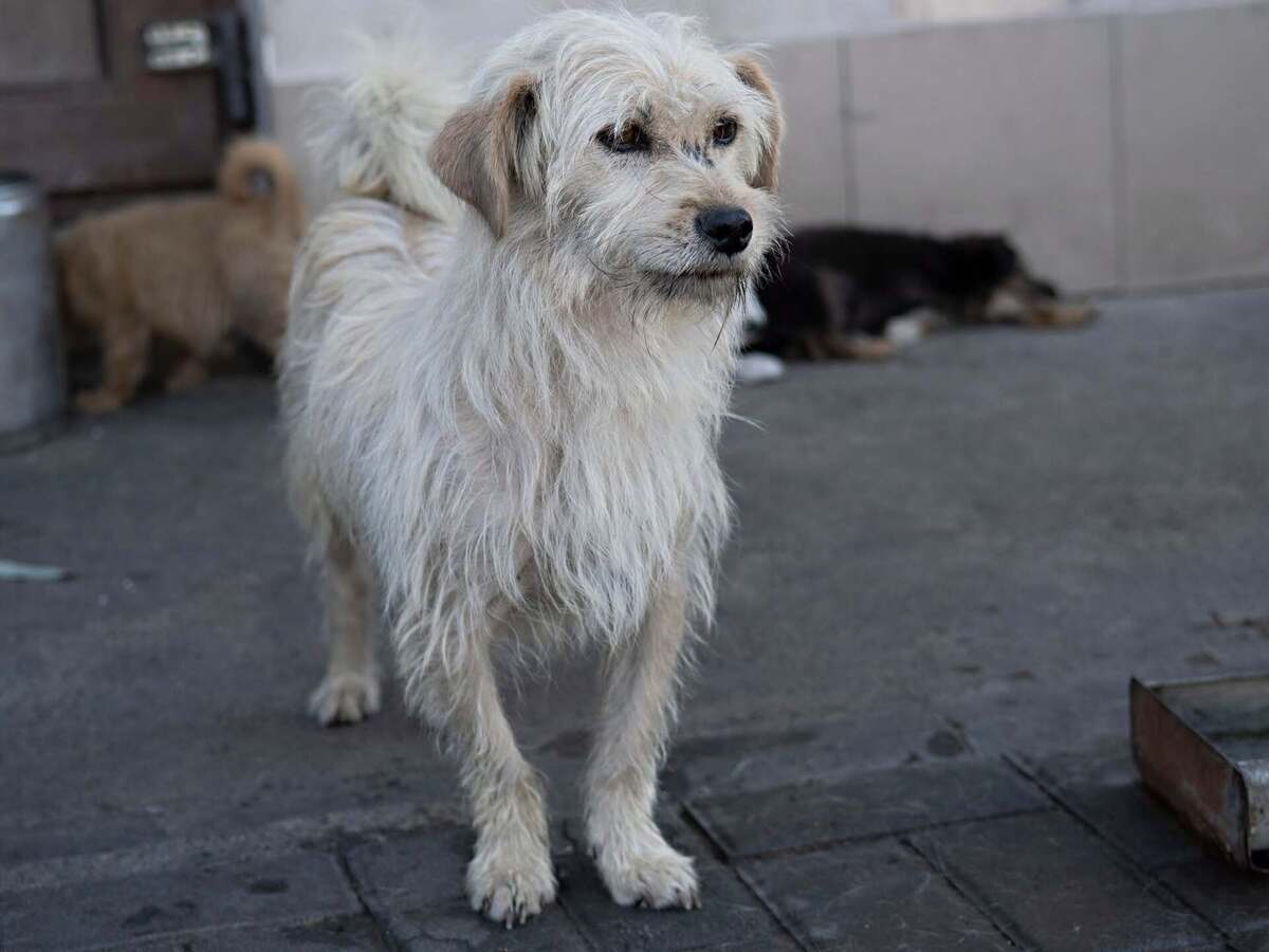 Adoption Florette