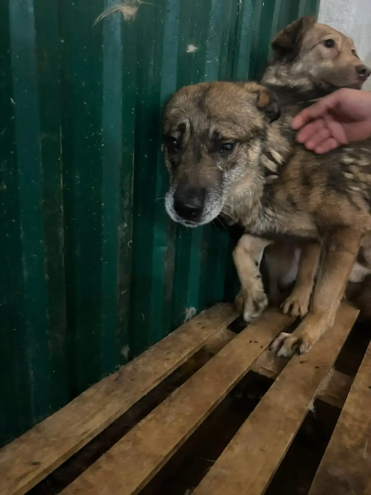 Adoption Beethoven
