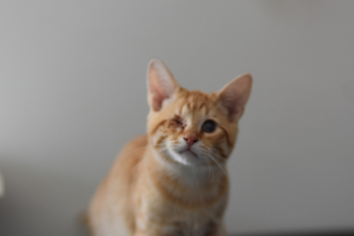Adoption Tharsis
