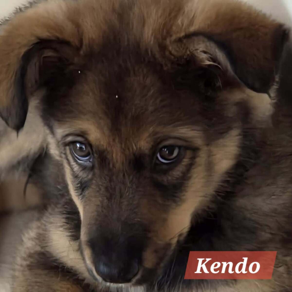 Adoption KENDO