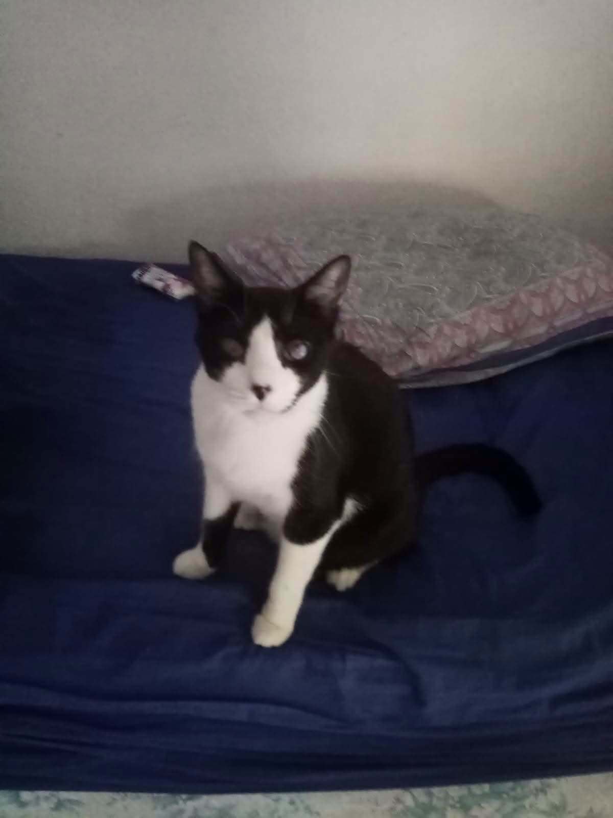 Adoption Eliott