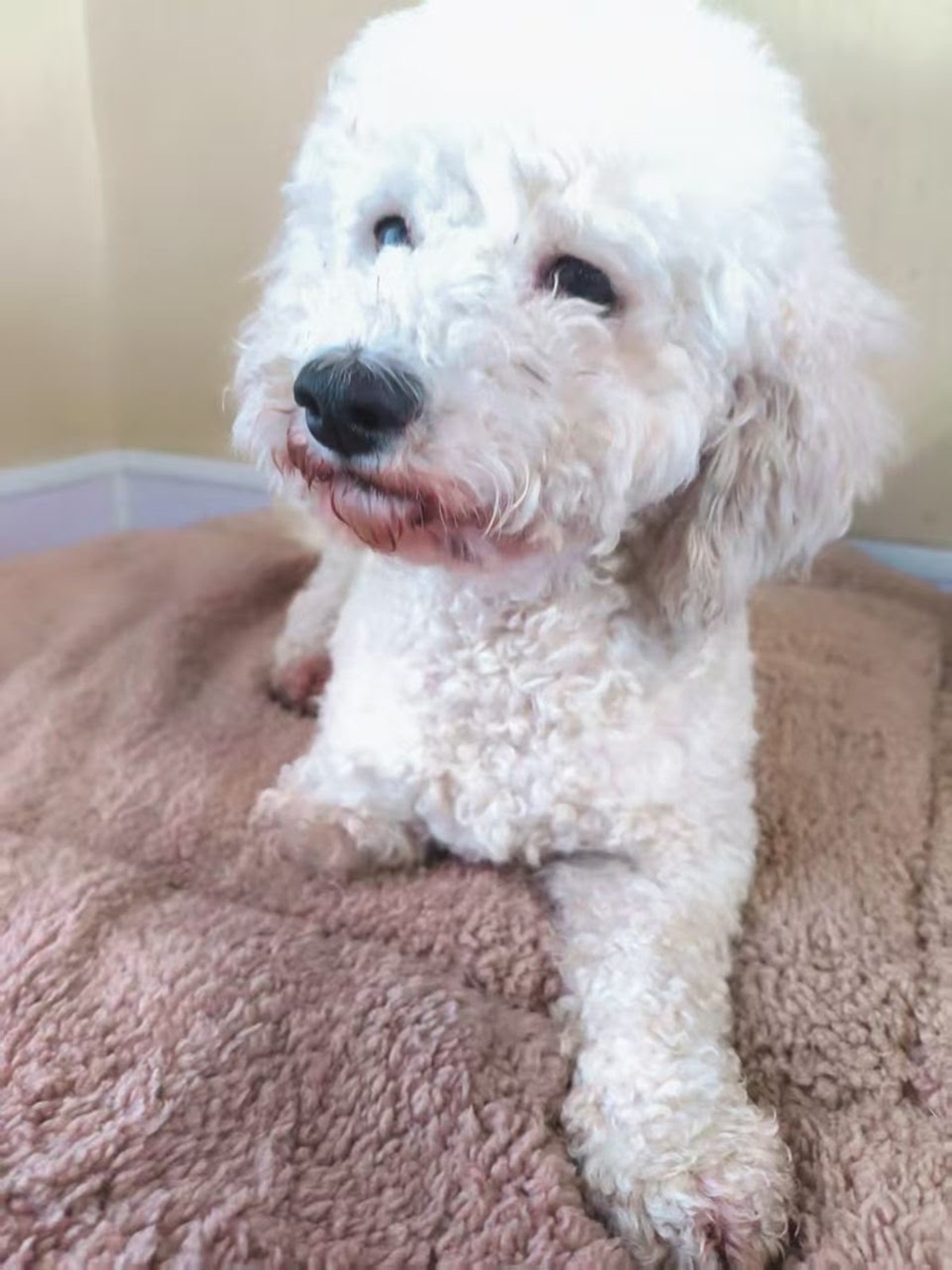Adoption Roman