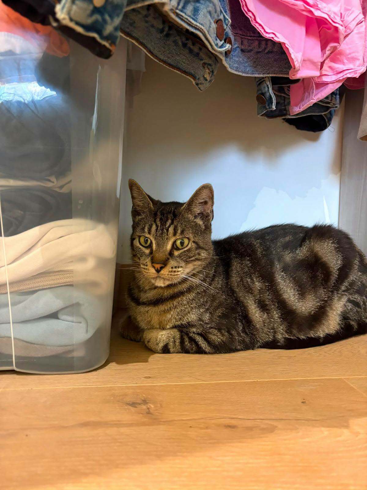 Adoption Pandora