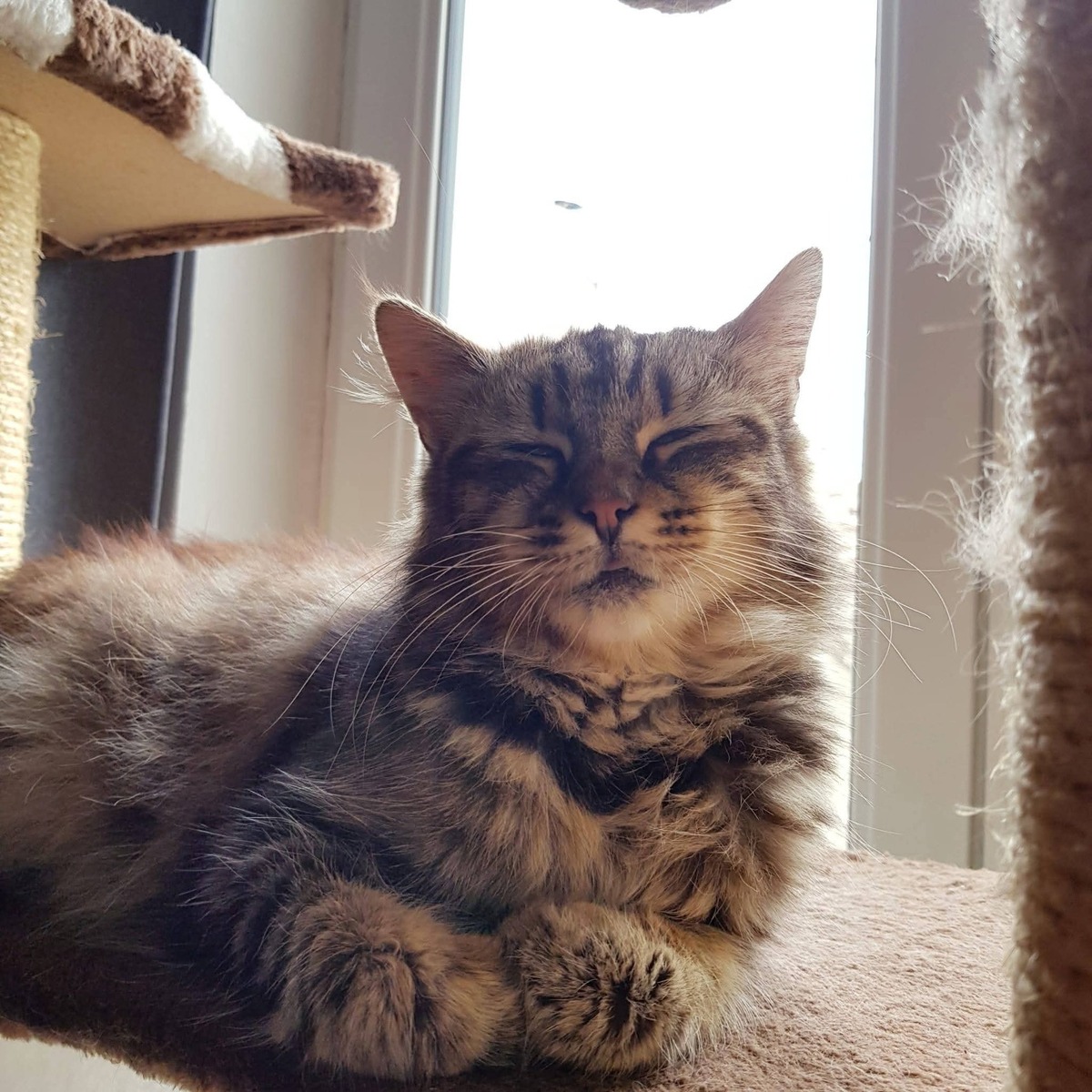 Adoption Alteïs