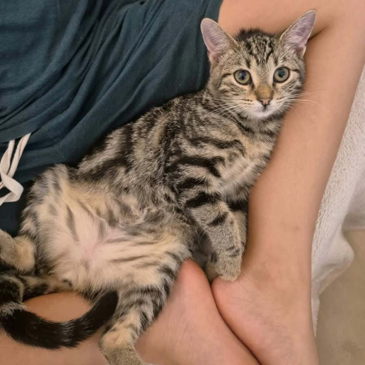 Adoption Chloé