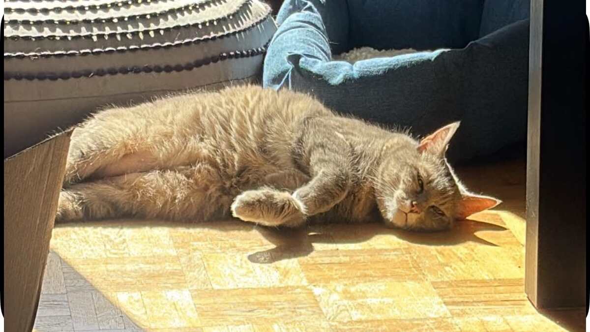 Adoption Boulette