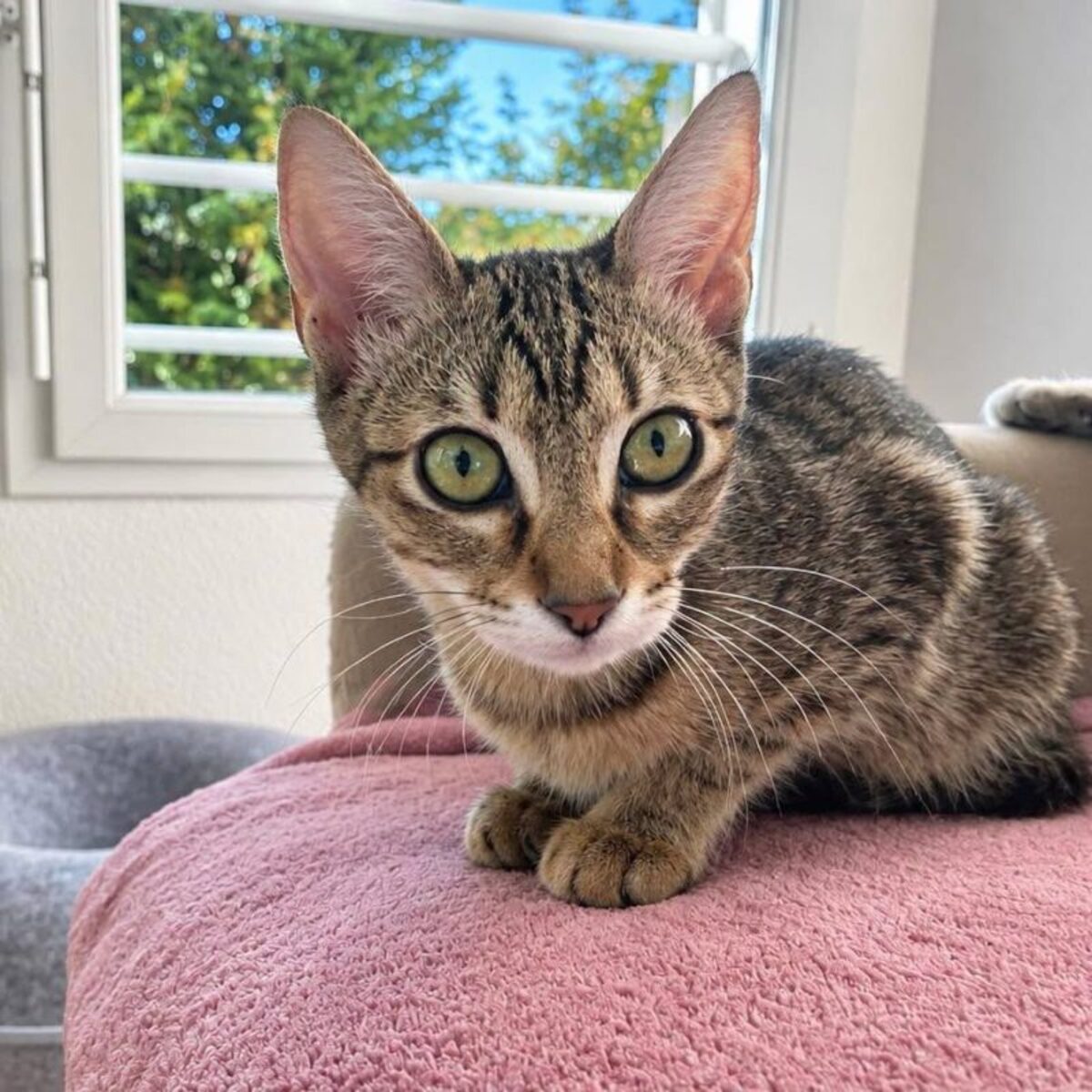 Adoption Foxi