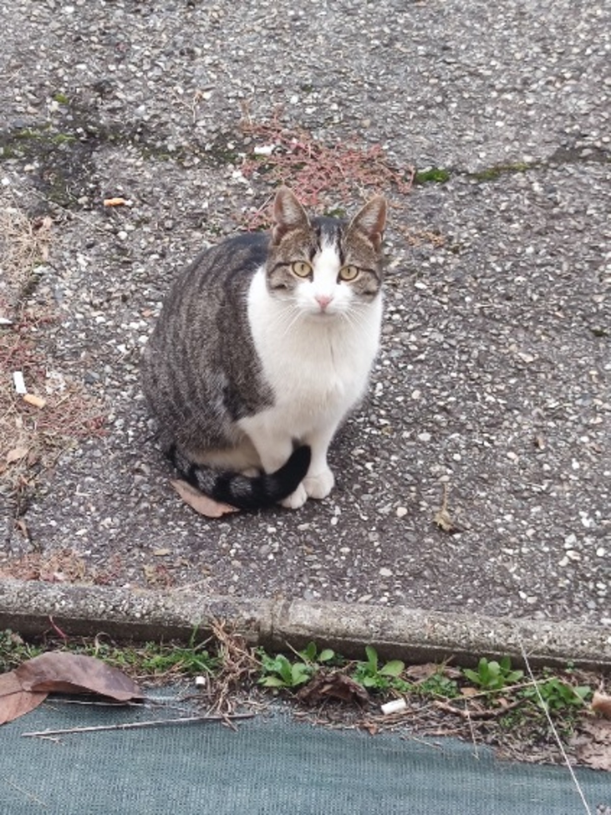 Adoption Petitou