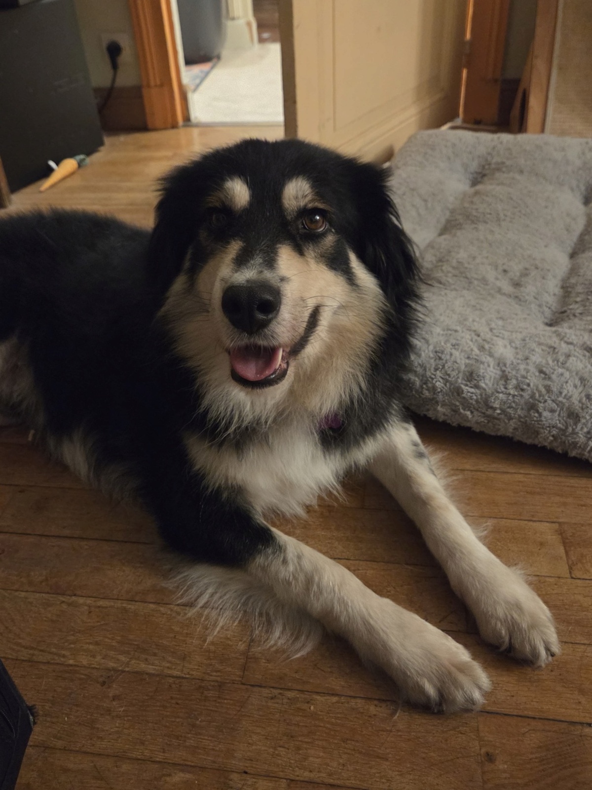 Adoption Nyssen