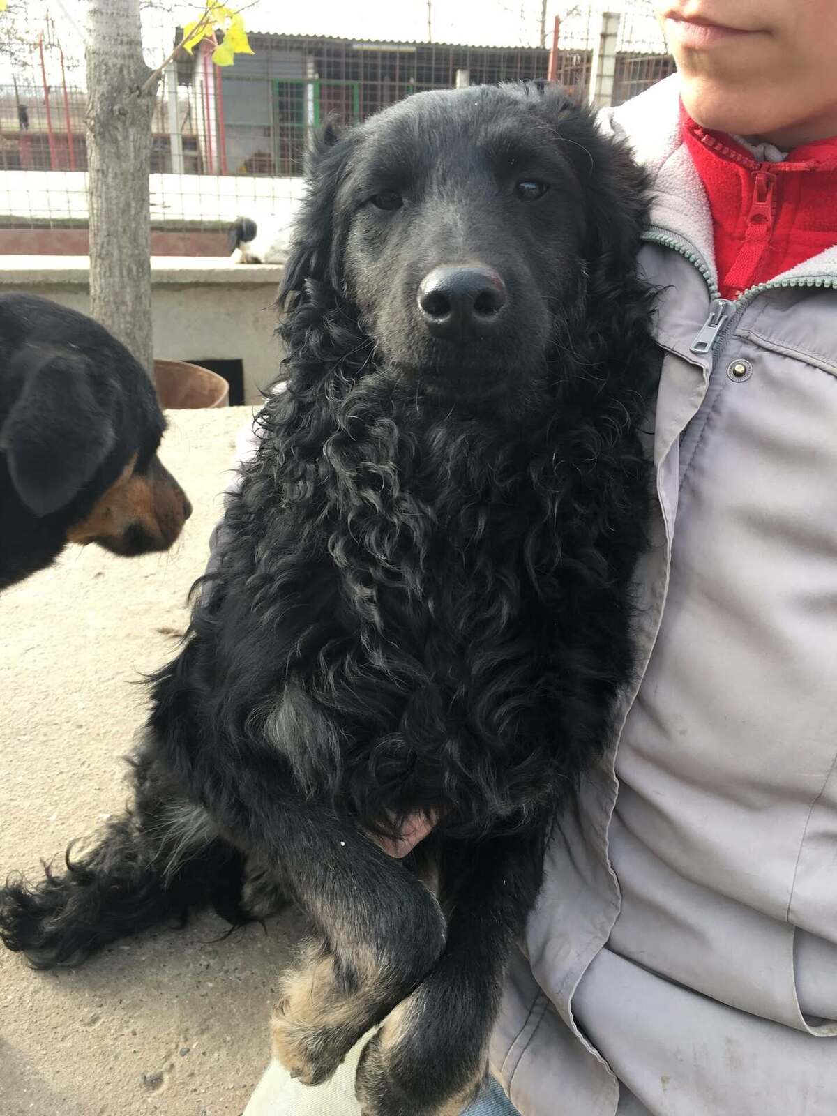 Adoption Valko
