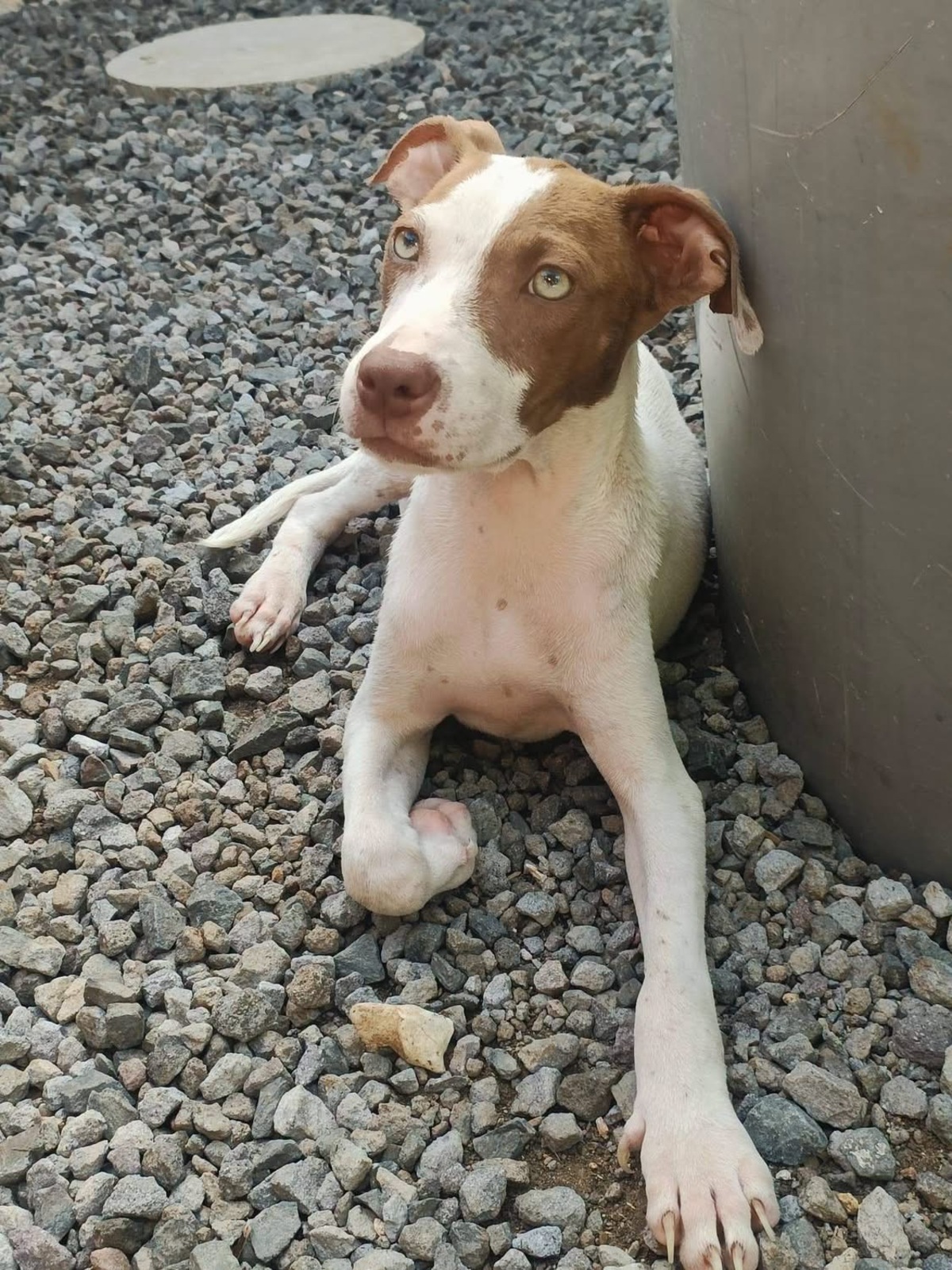 Adoption Bulle