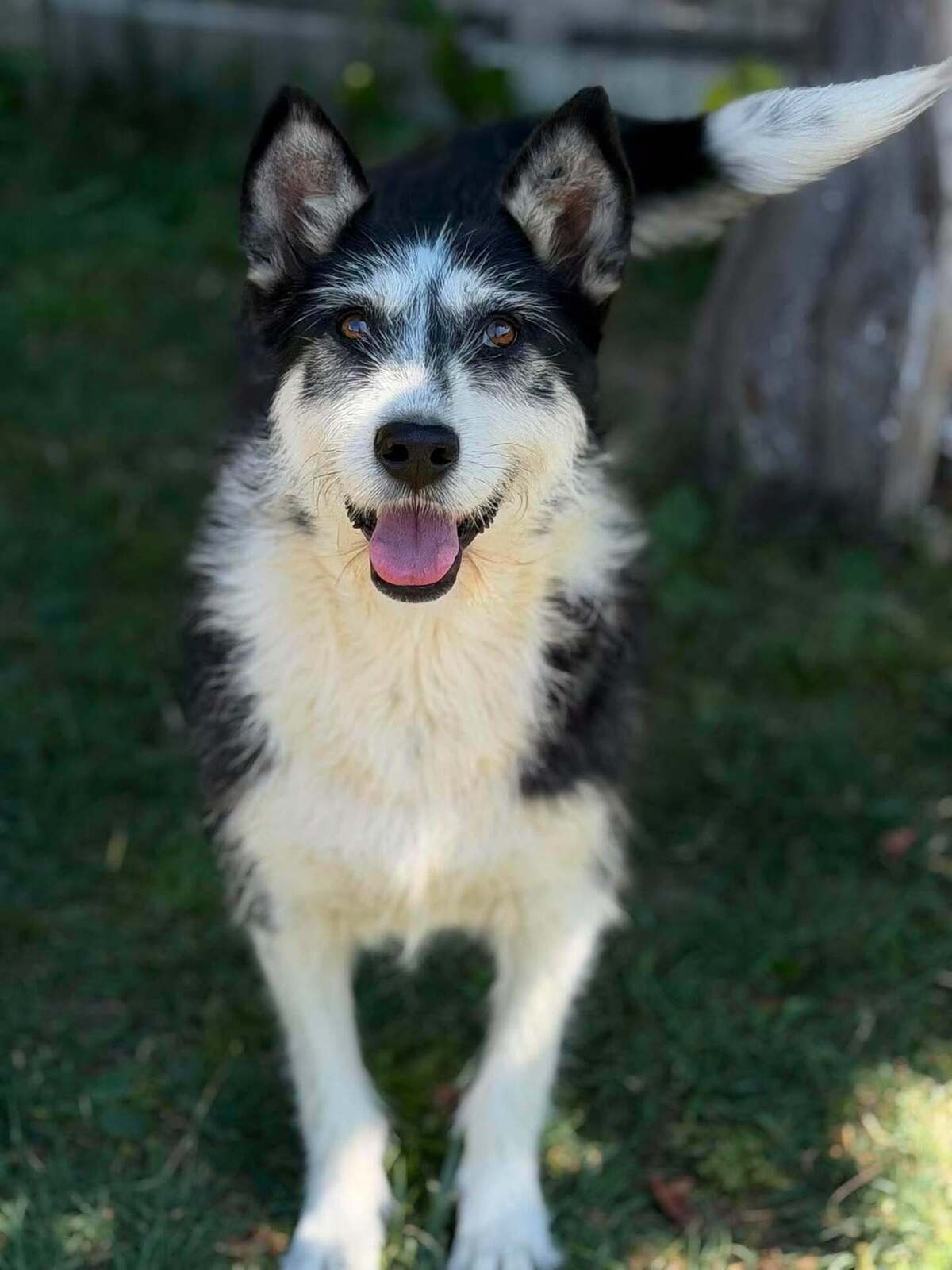 Adoption Orée