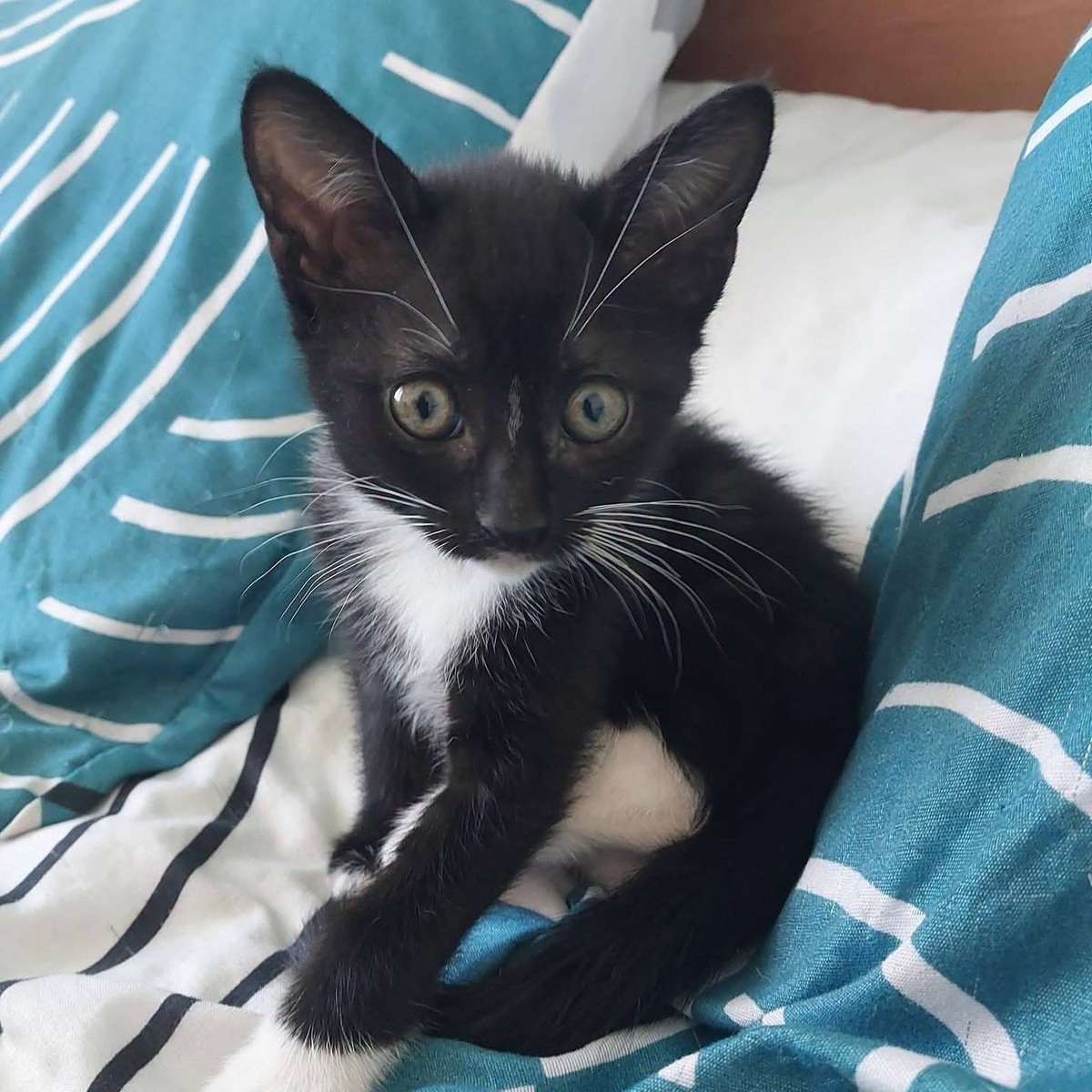 Adoption Ying 