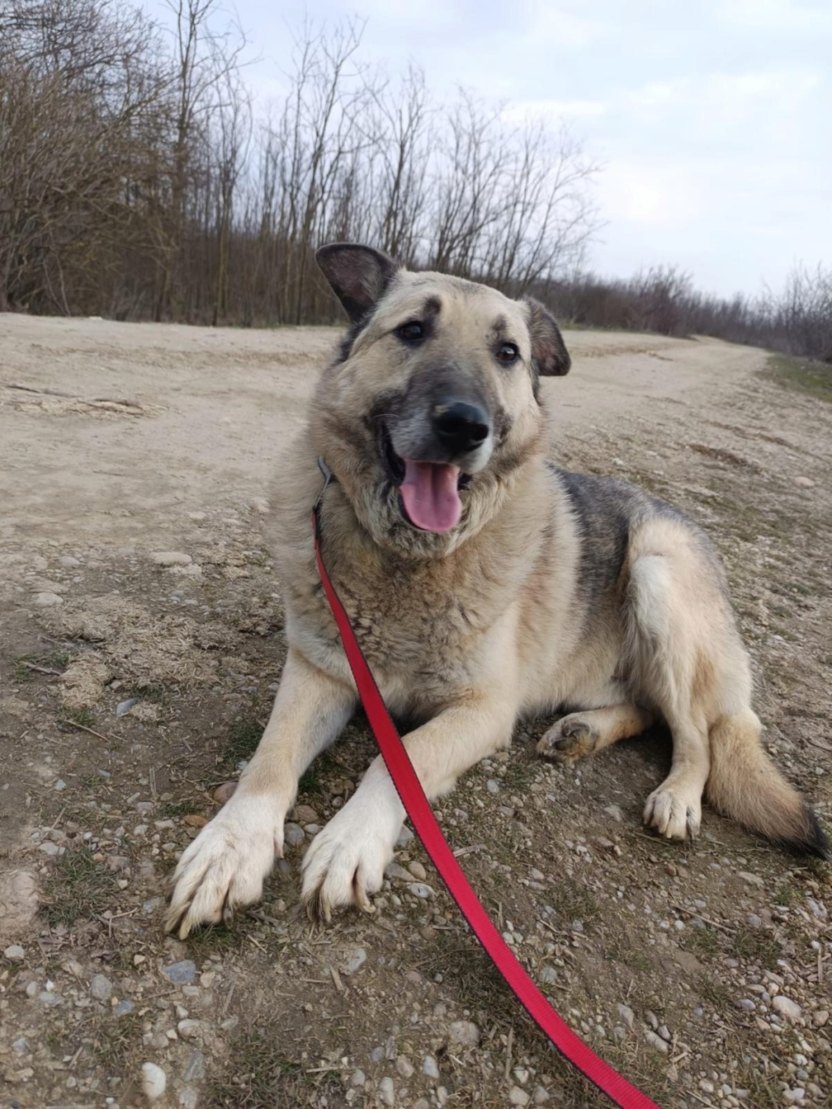 Adoption Falko