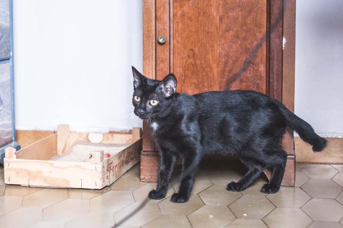 Adoption Bob