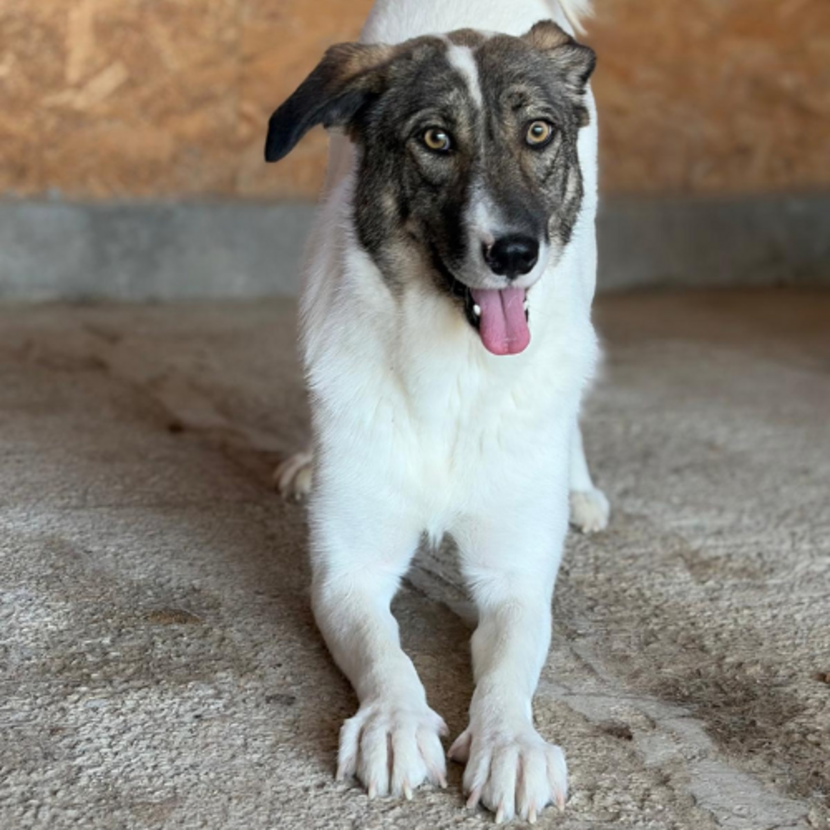 Adoption PLAY