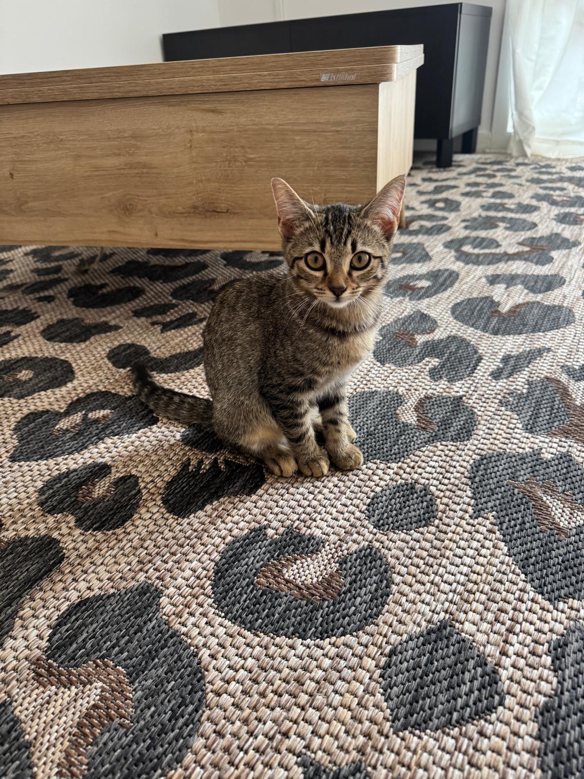 Adoption Opale