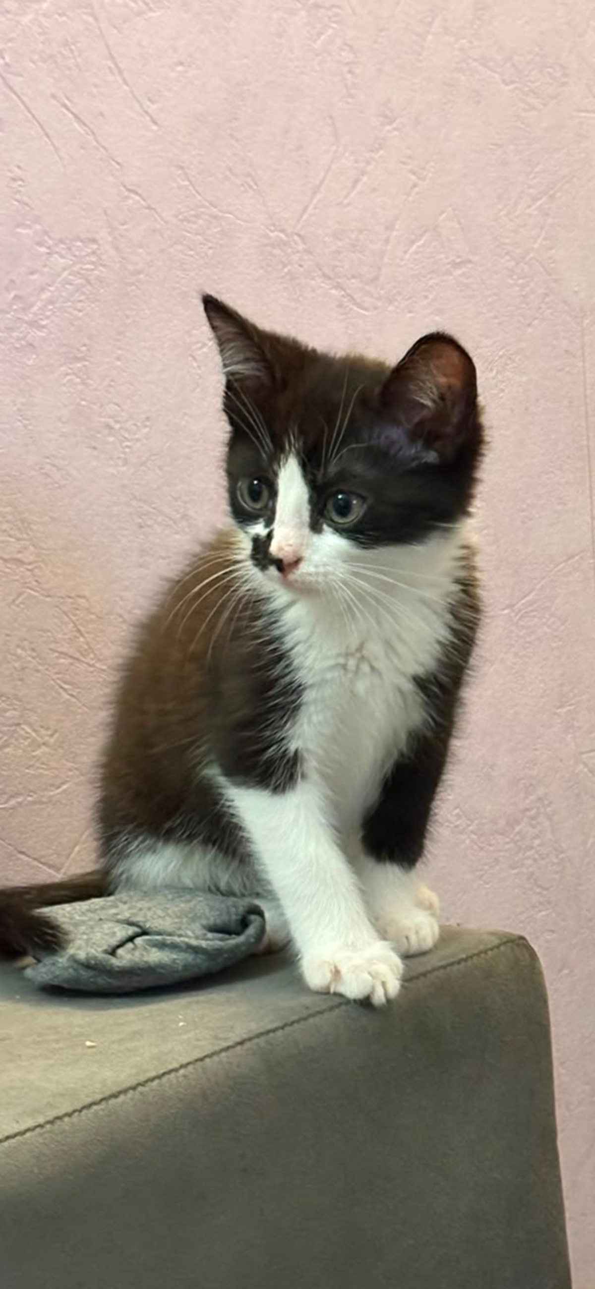 Adoption Oreo