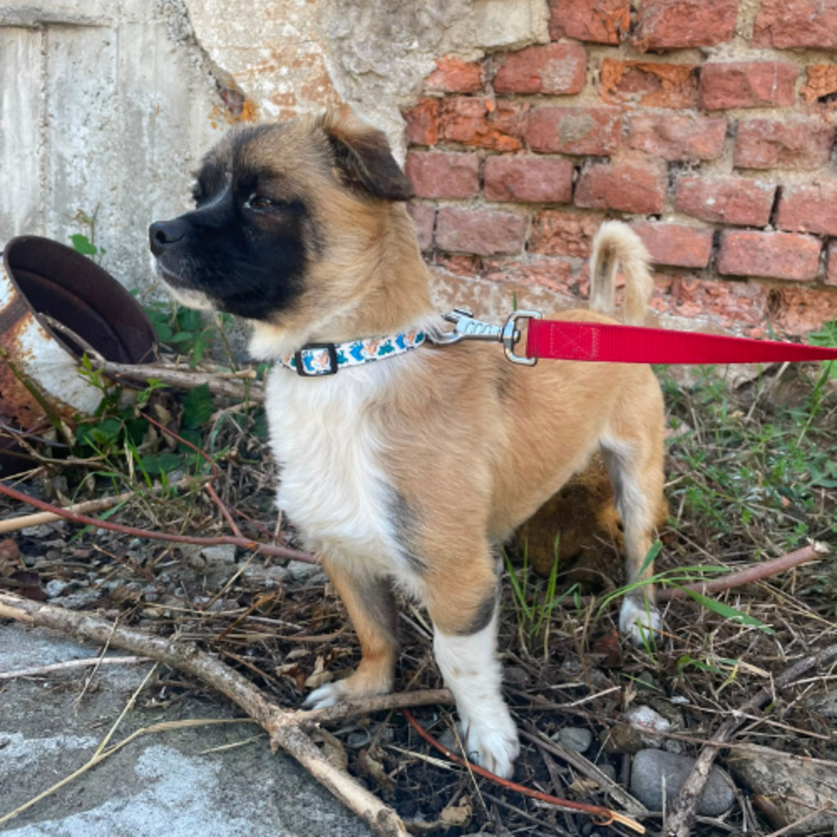 Adoption PEKI