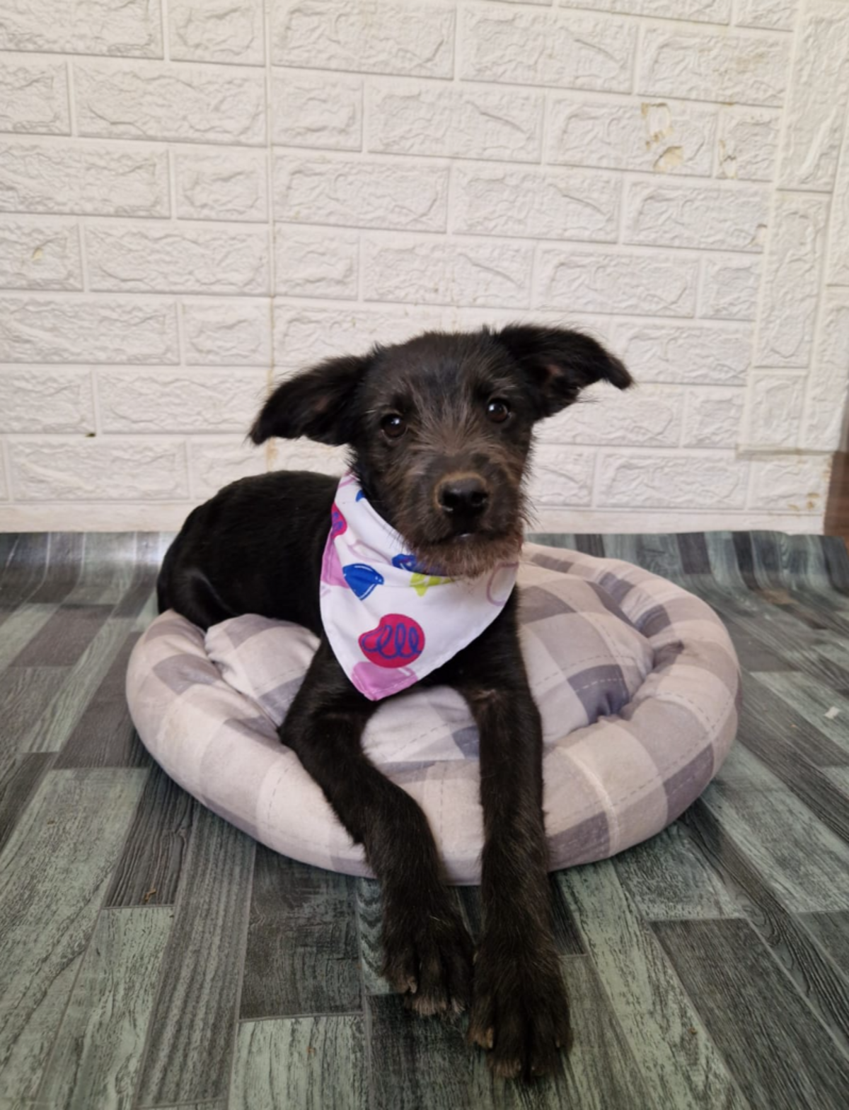Adoption Lisho