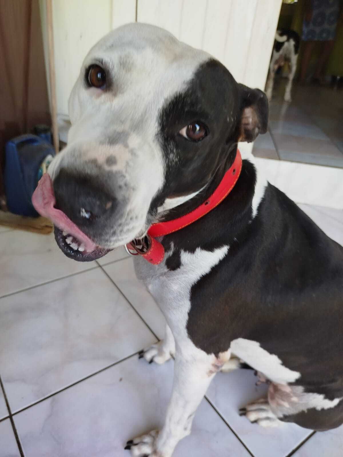 Adoption Métisse