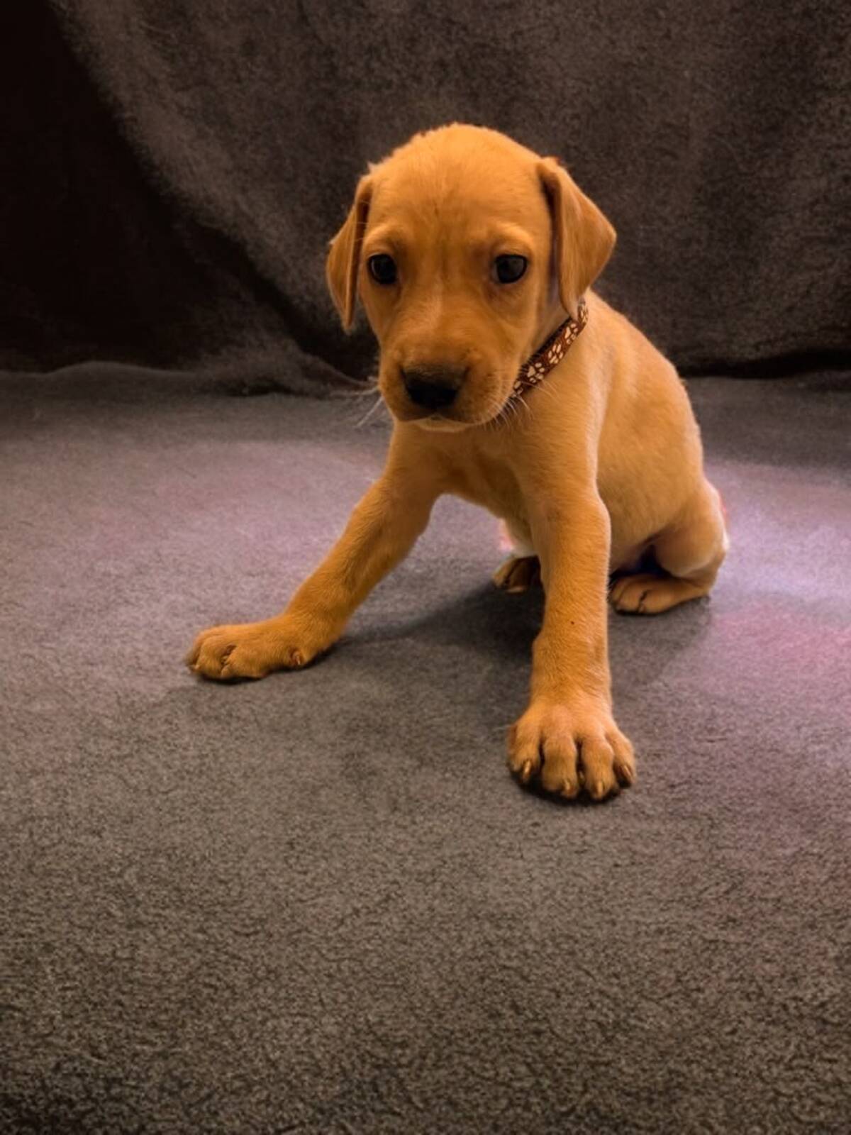 Adoption Aslan