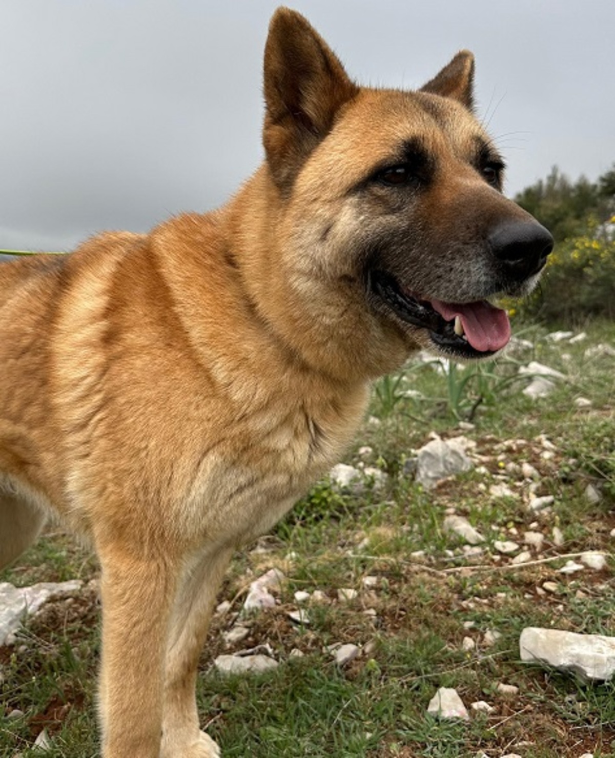 Adoption Bailey